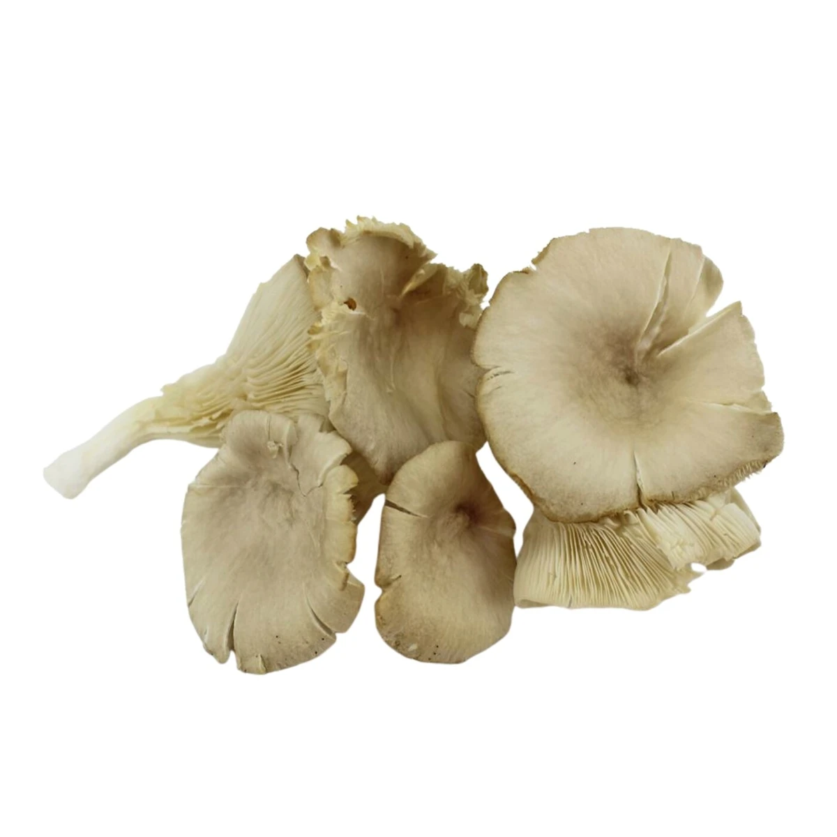 Grzyby boczniaki świeże Bio, Bio Planet