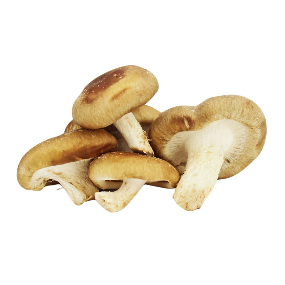 Grzyby shiitake świeże Bio, Bio Planet