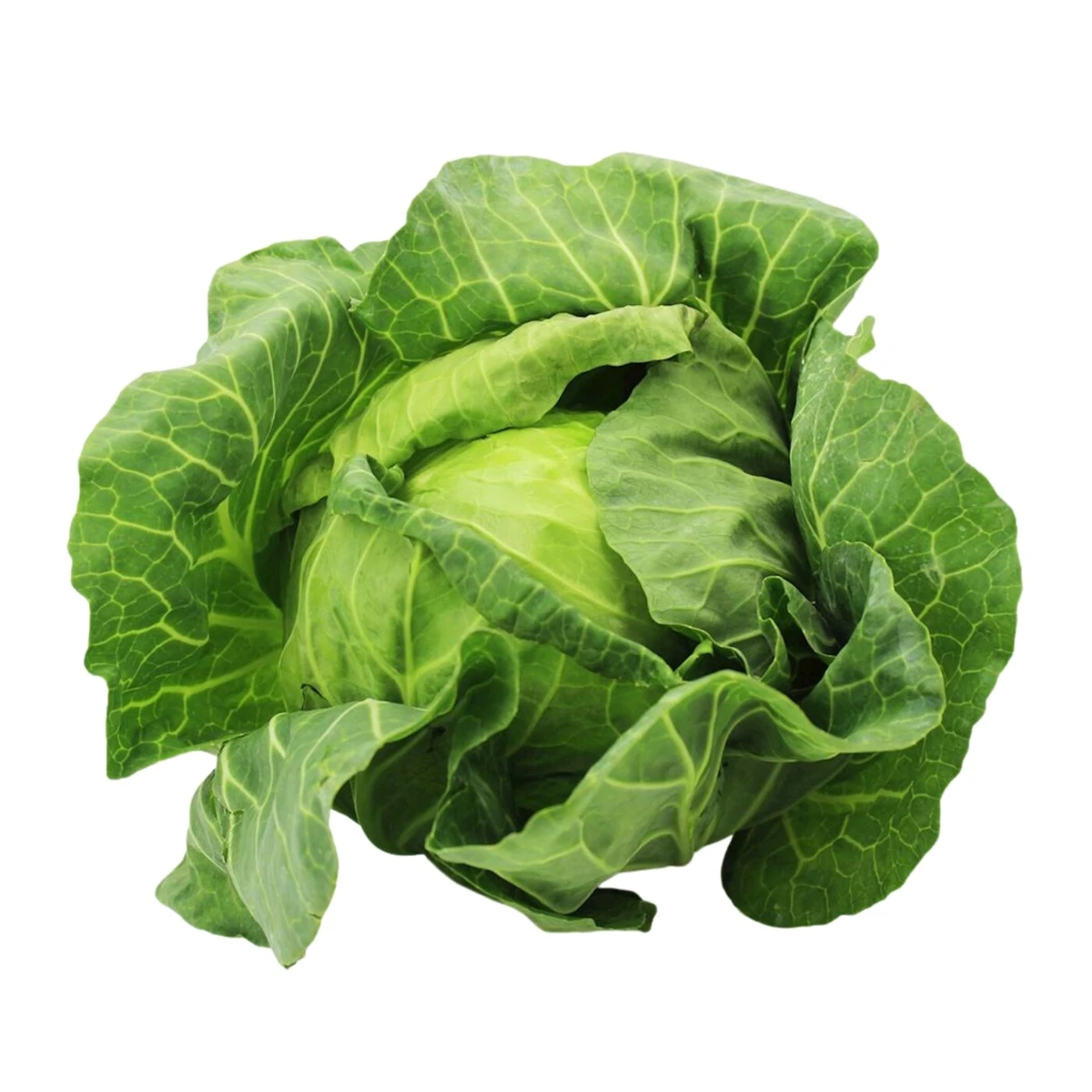 Kapusta biała młoda świeża Bio, Bio Planet