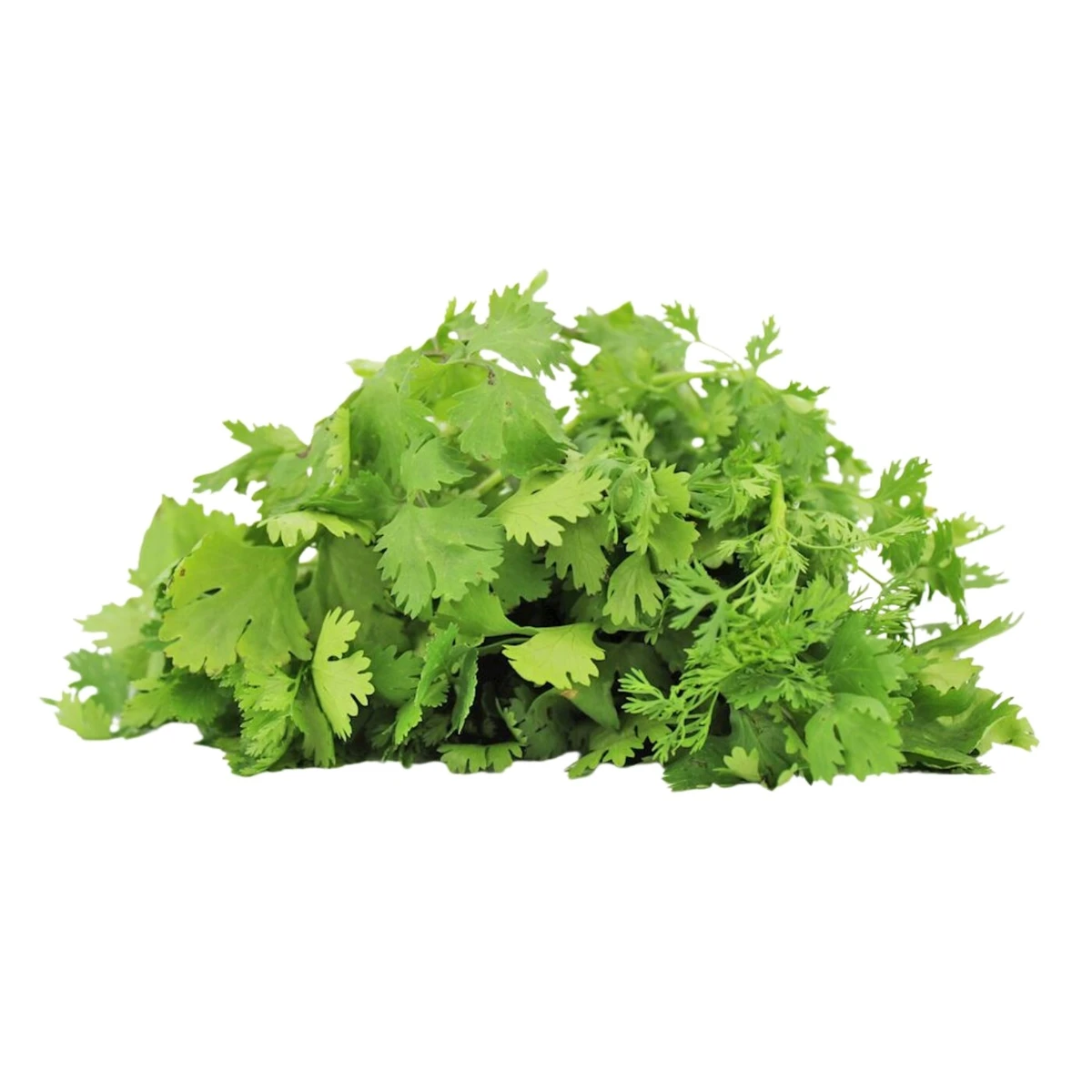 Kolendra świeża niemyta Bio, Bio Planet