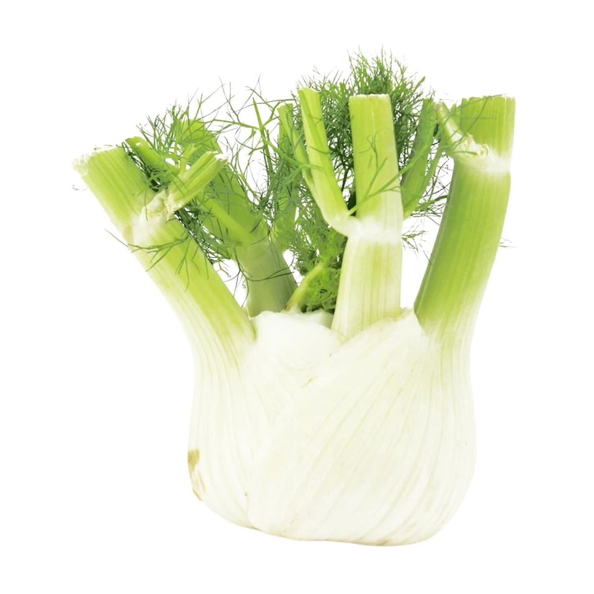 Koper włoski świeży Fenkuł Bio, Bio Planet