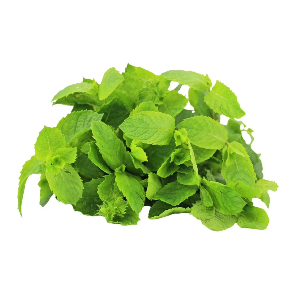 Mięta świeża niemyta Bio, Bio Planet