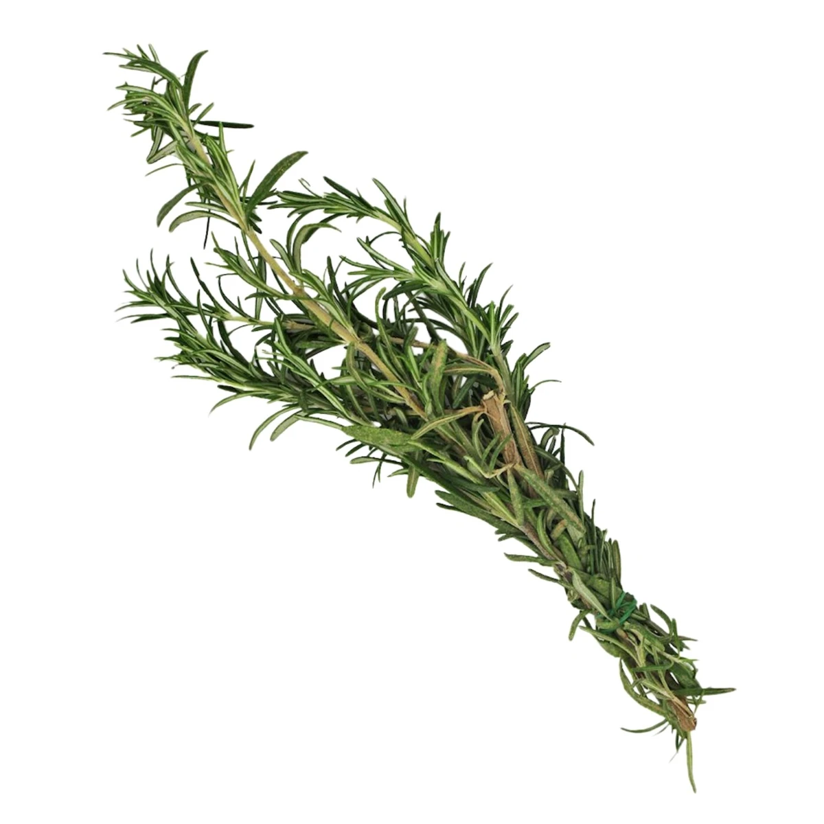 Rozmaryn świeży Bio, Bio Planet