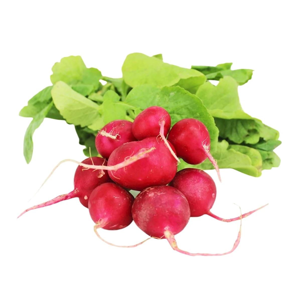 Rzodkiewki świeże Bio, Bio Planet