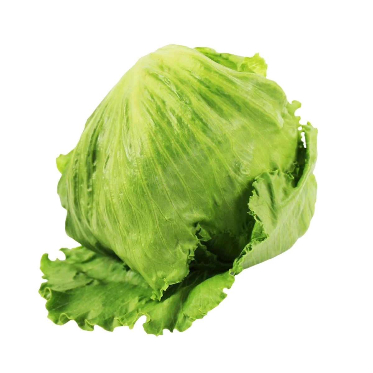 Sałata lodowa świeża Bio, Bio Planet