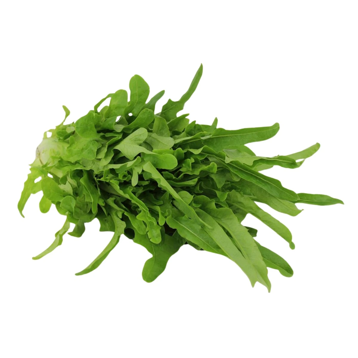 Sałata radichetta świeża Bio, Bio Planet