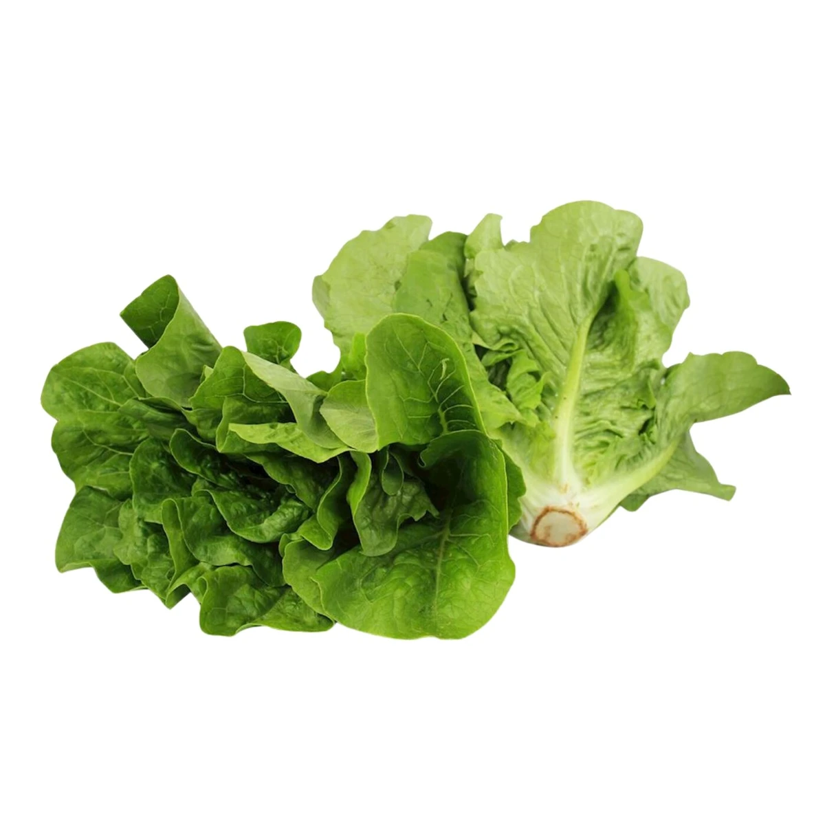 Sałata rzymska mini świeża Bio, Bio Planet