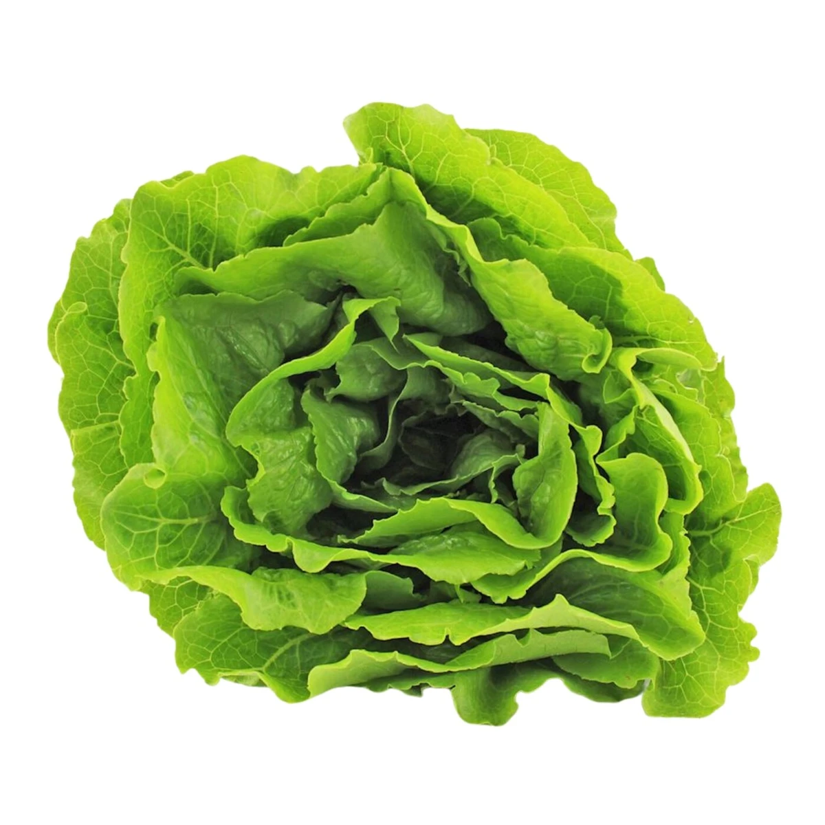 Sałata rzymska świeża Bio, Bio Planet