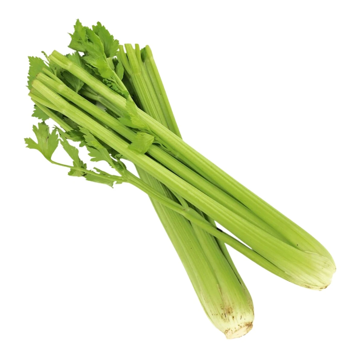 Seler naciowy świeży Bio, Bio Planet