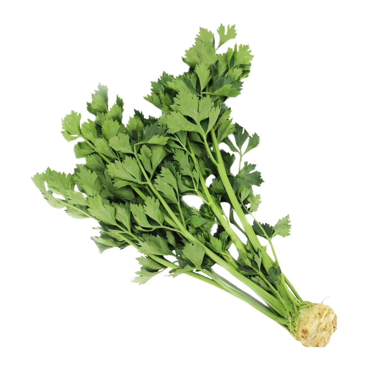 Seler z nacią świeży Bio, Bio Planet